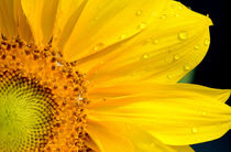 Sunflower and dew drops by Tim Seward