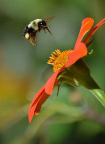 Bee and Mexican Sunflower by Tim Seward