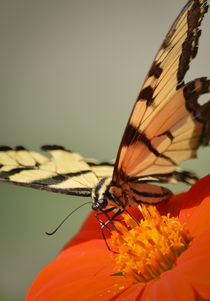 Butterfly 2 by Tim Seward