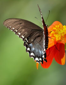 Butterfly  by Tim Seward