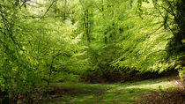 Grüner Wald im Frühling by Ronald Nickel
