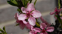 Rosafarbene Pfirsichblüten von Ronald Nickel