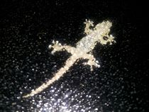 Gecko von tinta3