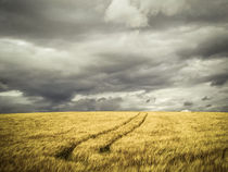 Getreidefeld mit Regenwolken von Christine Horn