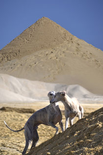 Whippets im Sand by Chris Berger