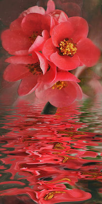 Flower Water - Quittenblütenwasser von Chris Berger