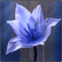 Blue tulip in the glass - Blaue Tulpe im Glas von Chris Berger