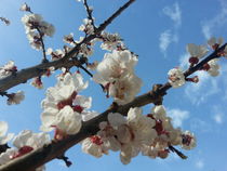 Aprikosenblüten von Gabriela Valentino-Schenker