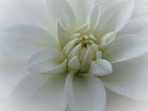 Weiße Dahlienblüte von Christine Horn