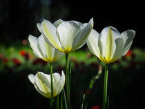 Tulpen von Christine Horn
