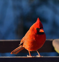Cardinal by David Halperin