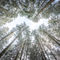 'looking up in the forest' von hannes cmarits