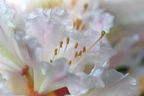 Rhododendronblüten von Bernhard Kaiser
