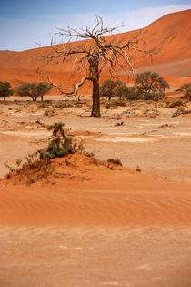 NAMIBIA ... Namib Desert Tree VI by meleah