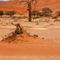 'NAMIBIA ... Namib Desert Tree VI' von meleah
