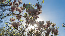 Blüten in der Sonne von Stephan Gehrlein