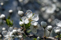 Flowers from the orchard - Blütentraum aus dem Obstgarten von Chris Berger