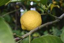 Zitrone am Baum von Gabriela Valentino-Schenker