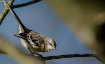 Northern Mockingbird 1 von Tim Seward