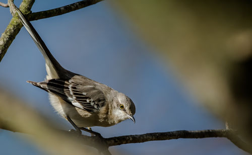 Northern-mockingbird