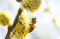 Wildbiene im Weidenkätzchen von Jake Ratz