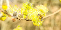 Wildbiene im Frühling by Jake Ratz