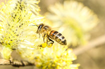 Wildbiene im Frühling von Jake Ratz