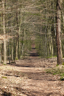 Waldweg im Frühling von Thomas Jäger