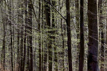 Wald im Frühjahr by Thomas Jäger