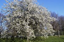 Blühender Kirschbaum am Niersufer bei Grefrath Oedt von Frank  Kimpfel