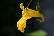 Die gelbe Blüte des Springkrauts von Ronald Nickel