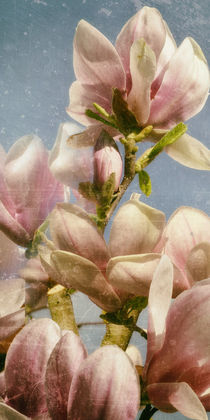 Magnolienblüte - Tulpenbaum by Chris Berger