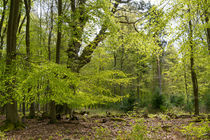 Frühlingswald von Ronald Nickel