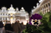 Flower in Grand Place Brussels by Soraya Silva