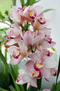Orchid by Soraya Silva