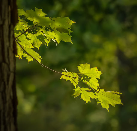 Tree-leaves