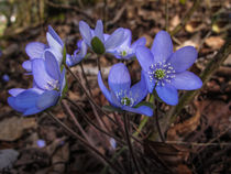 Die "Blauen" im Frühlingswald von Christine Horn