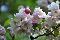 Apfelblüten von alana