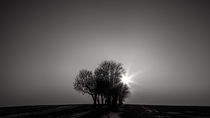 Sundown behind the Trees von Ronny Wunderlich