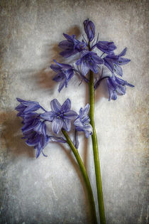 Bluebell Delight by CHRISTINE LAKE