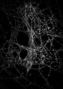 Spiderweb No 4 von Brian Carson