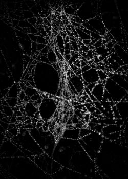 Spiderweb-no-4-5x7