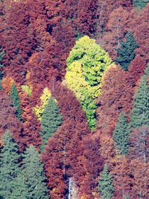 Herbstwald von art-dellas