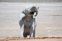 NAMIBIA ... Elephant fun II by meleah