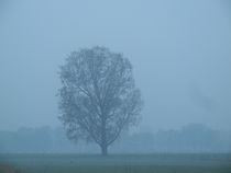 Baum im Morgennebel von Frank  Kimpfel