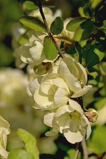 Blüten der weißen Zierquitte - Chaenomeles von Chris Berger