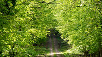 Der Weg verschwindet im grünen Wald by Ronald Nickel