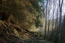 Mystischer Waldweg von Ronald Nickel