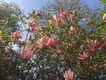 Magnolia von giart