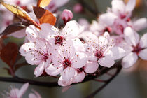 Blütenzauber in rosa von Anja  Bagunk